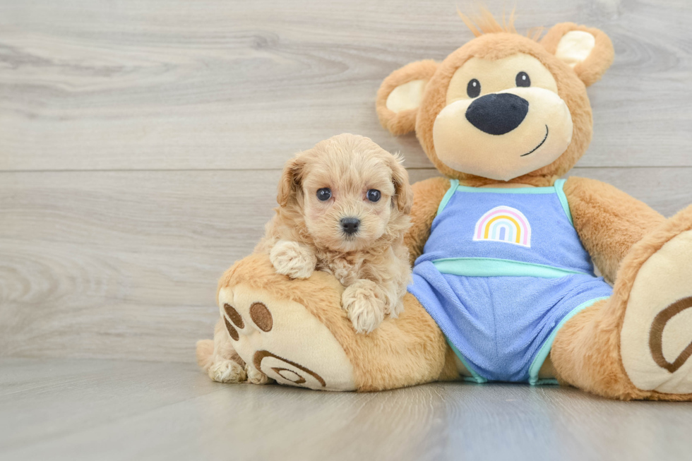 Funny Maltipoo Poodle Mix Pup