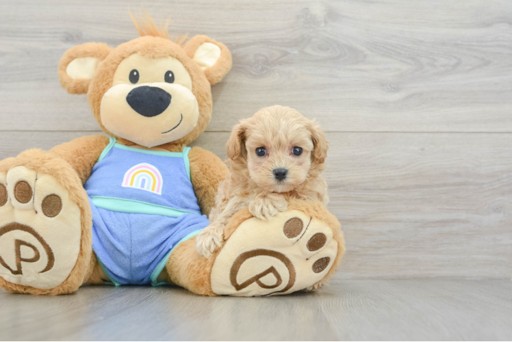 Adorable Malt Oodle Poodle Mix Puppy