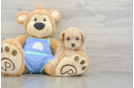 Adorable Malt Oodle Poodle Mix Puppy