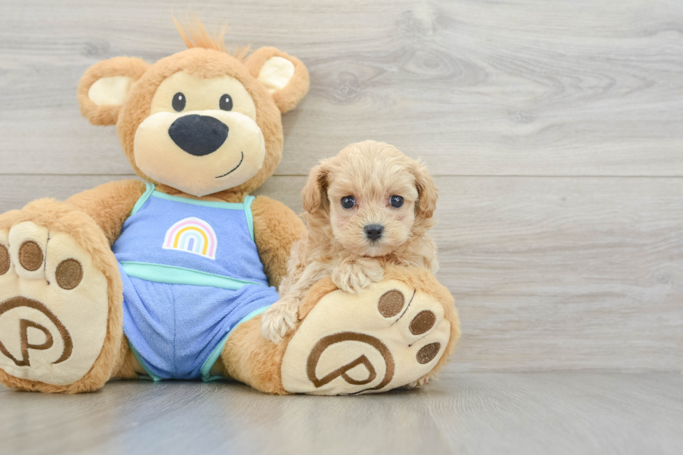Adorable Malt Oodle Poodle Mix Puppy