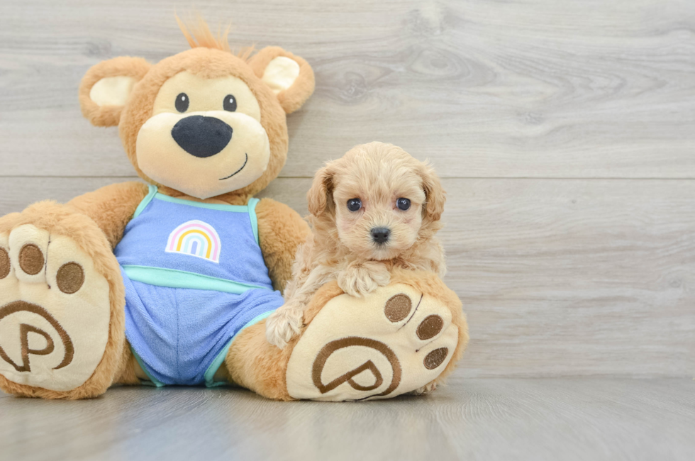 5 week old Maltipoo Puppy For Sale - Puppy Love PR