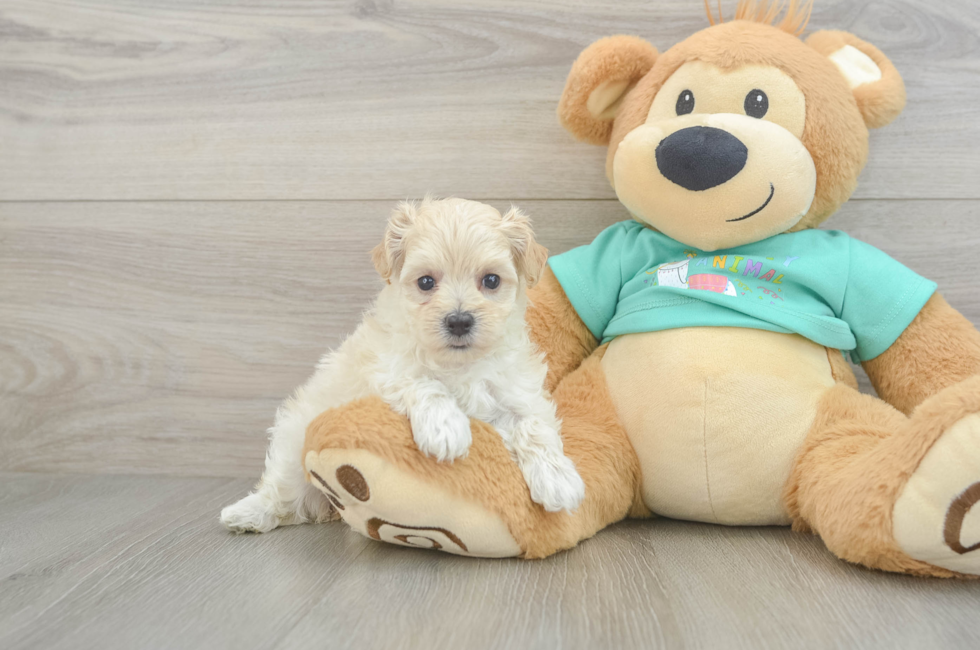 6 week old Maltipoo Puppy For Sale - Puppy Love PR