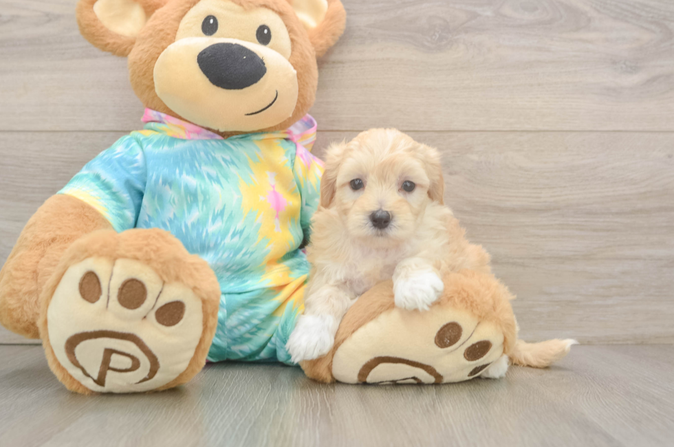 5 week old Maltipoo Puppy For Sale - Puppy Love PR