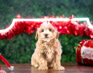10 week old Maltipoo Puppy For Sale - Puppy Love PR