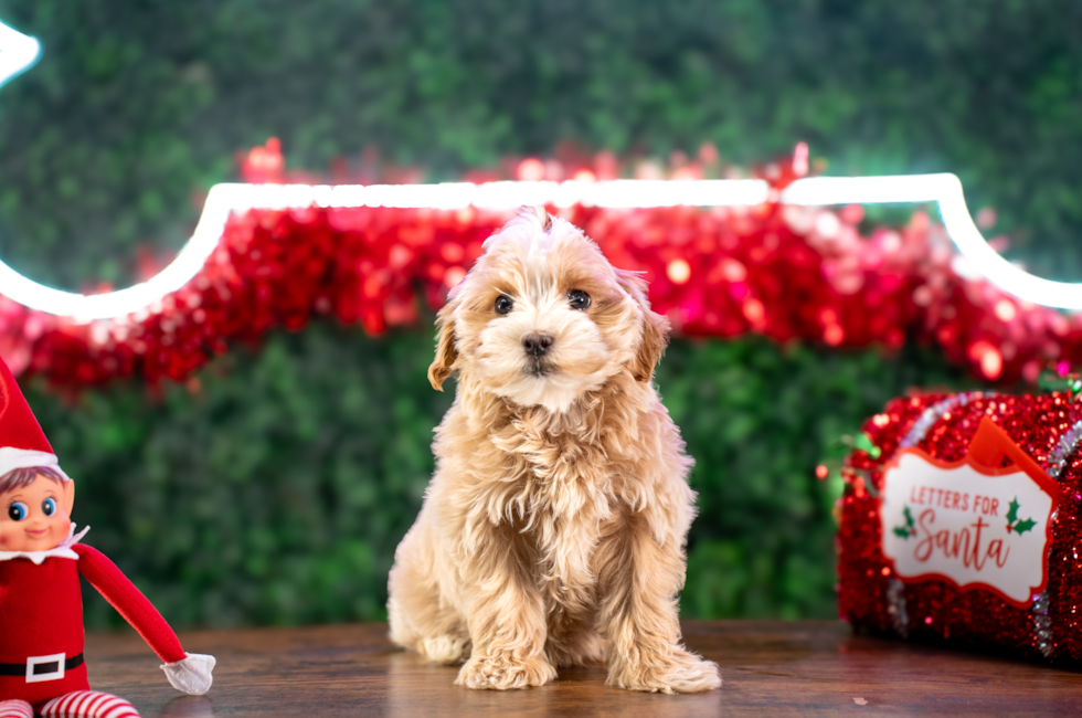 10 week old Maltipoo Puppy For Sale - Puppy Love PR
