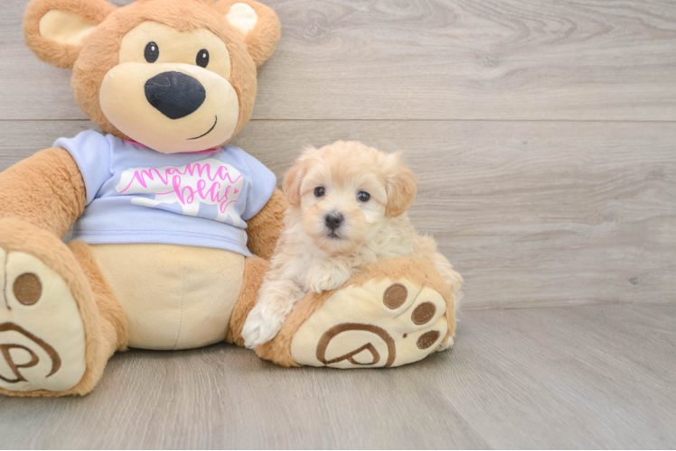 Happy Maltipoo Baby