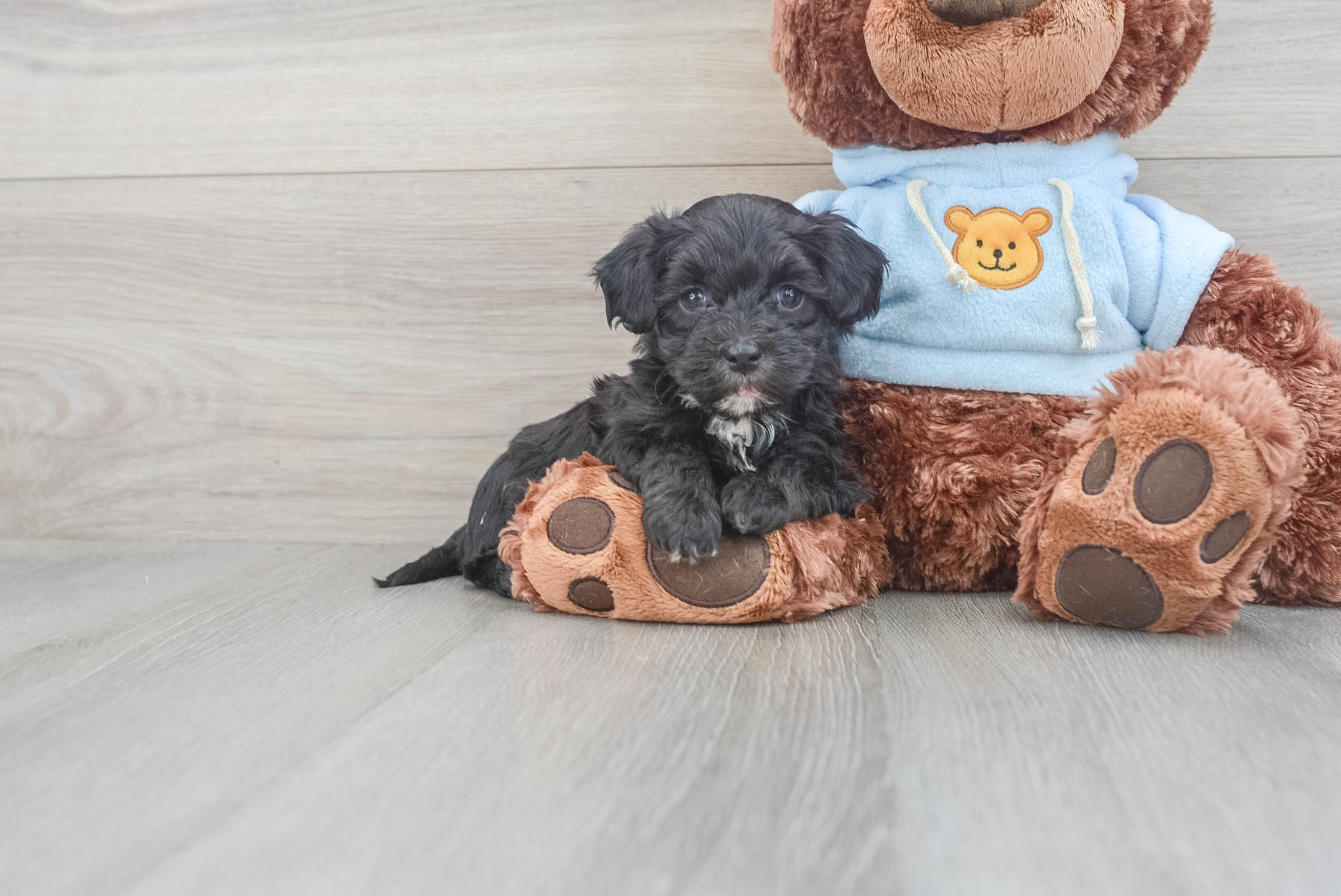 Maltipoo Puppy for Adoption