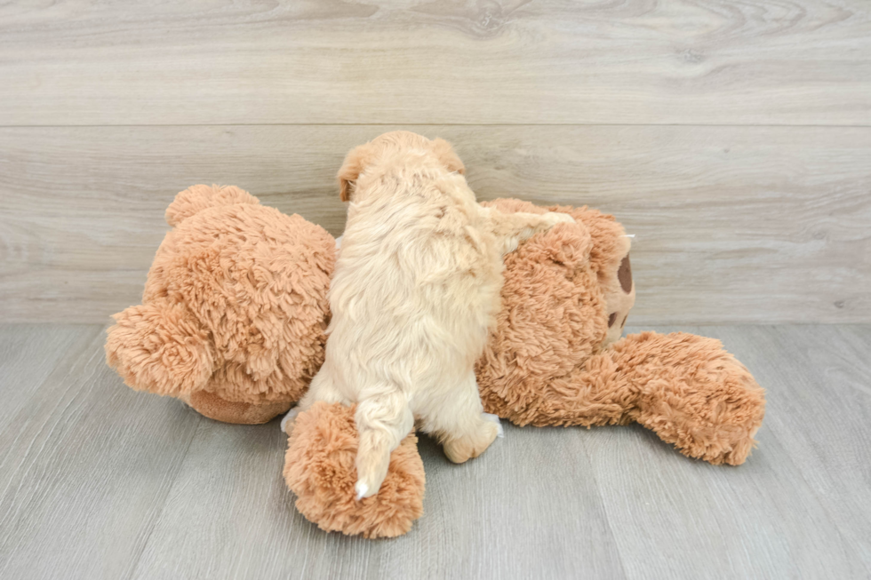 Cute Maltipoo Baby