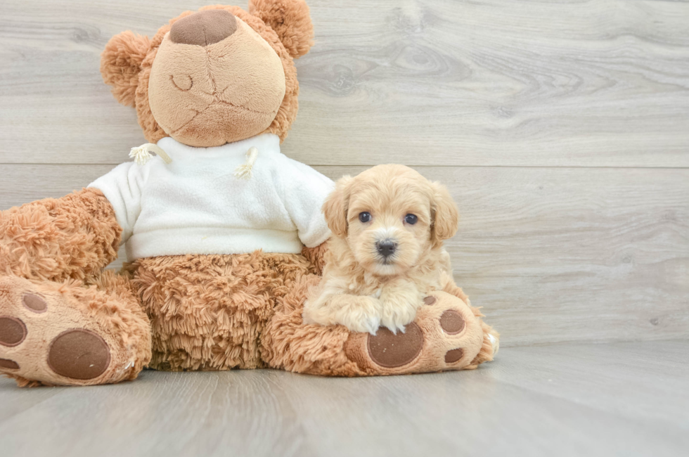 8 week old Maltipoo Puppy For Sale - Puppy Love PR