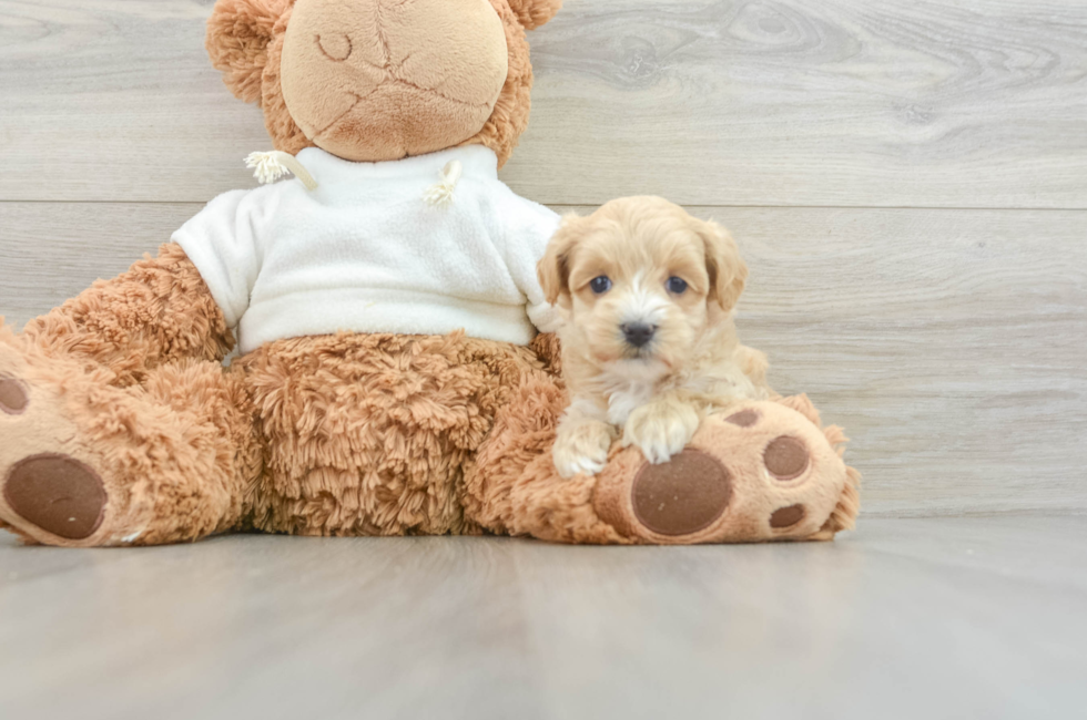 8 week old Maltipoo Puppy For Sale - Puppy Love PR