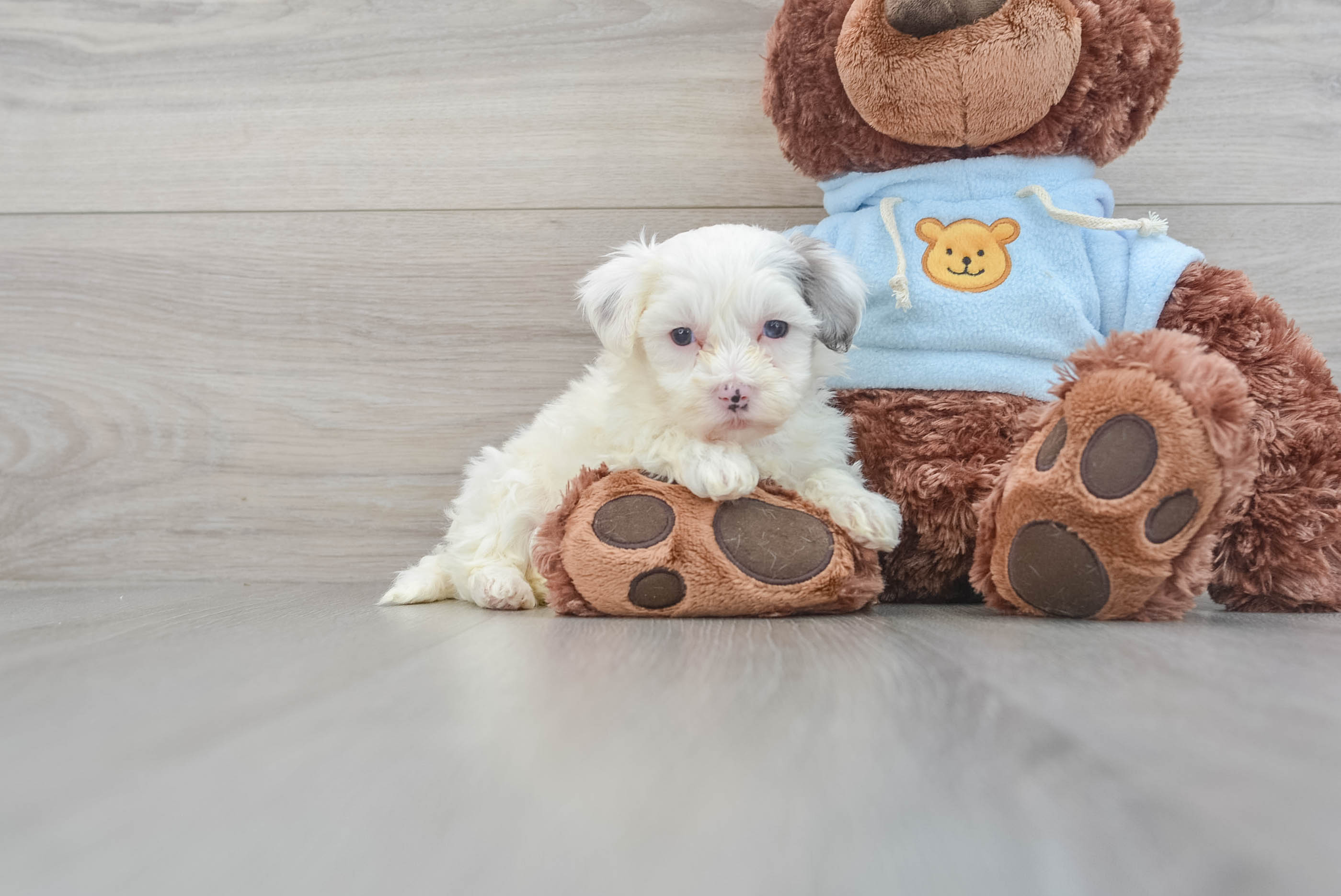 Petite Maltipoo Poodle Mix Pup