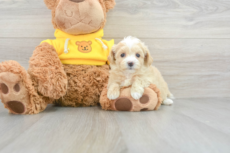 Meet Bliss - our Maltipoo Puppy Photo 1/3 - Puppy Love PR Maltipoo Pup Being Cute