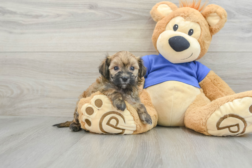 Maltipoo Pup Being Cute