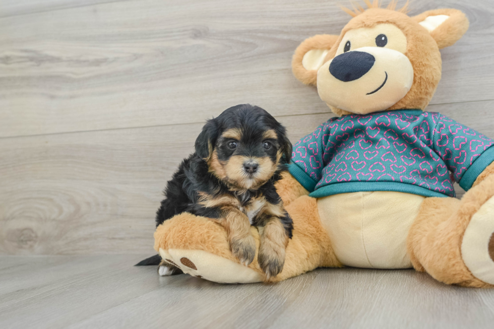 Petite Maltipoo Poodle Mix Pup