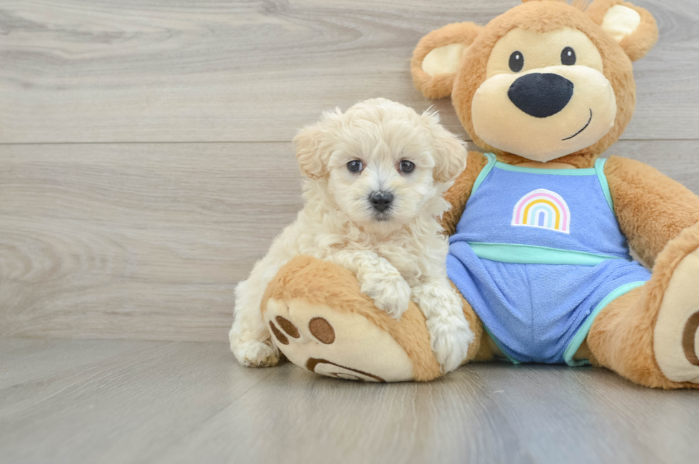 5 week old Maltipoo Puppy For Sale - Puppy Love PR