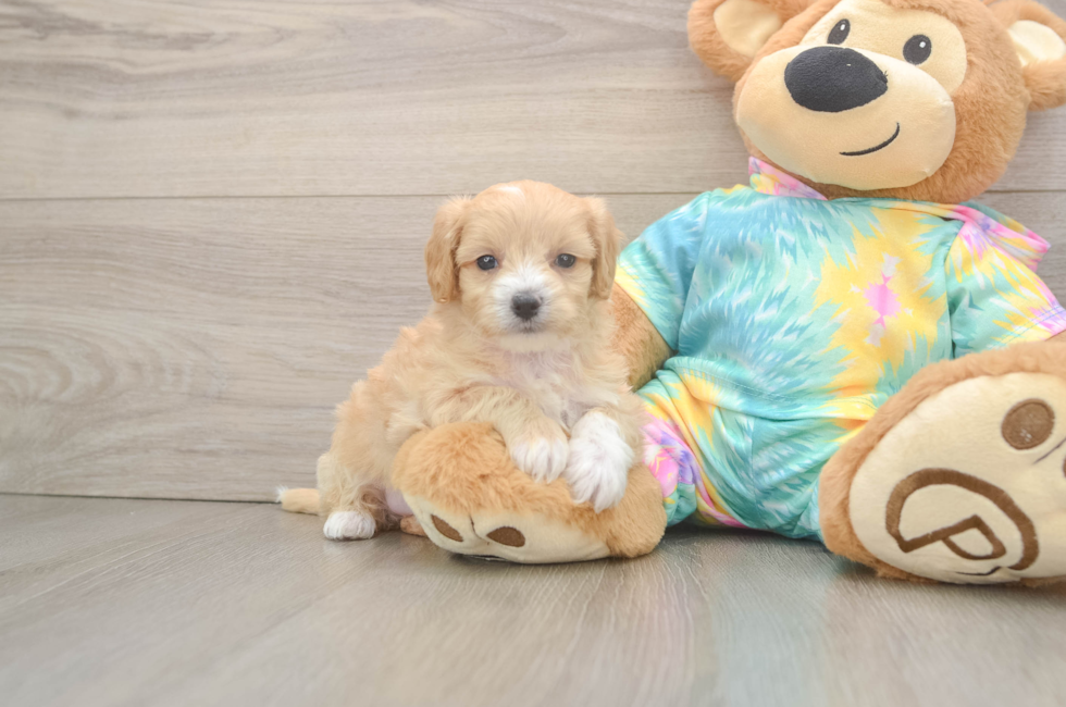 5 week old Maltipoo Puppy For Sale - Puppy Love PR