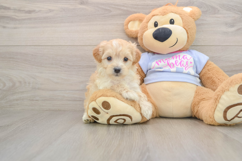 Smart Maltipoo Poodle Mix Pup