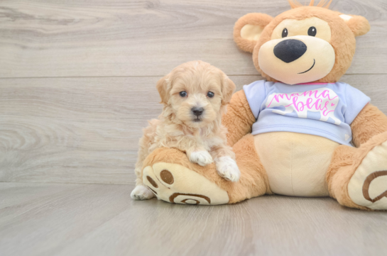 Best Maltipoo Baby