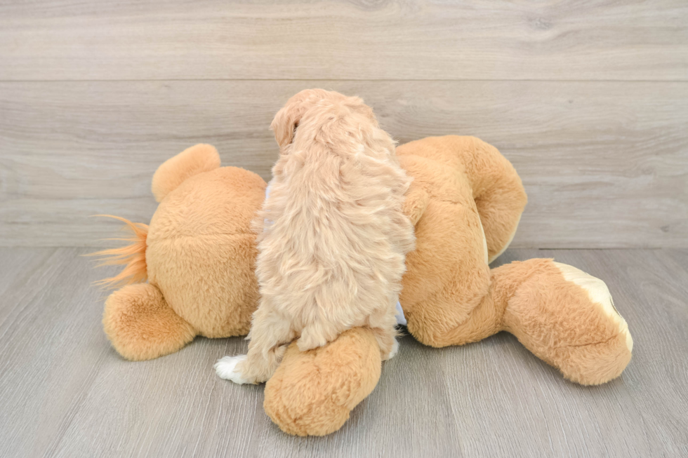 Maltipoo Puppy for Adoption