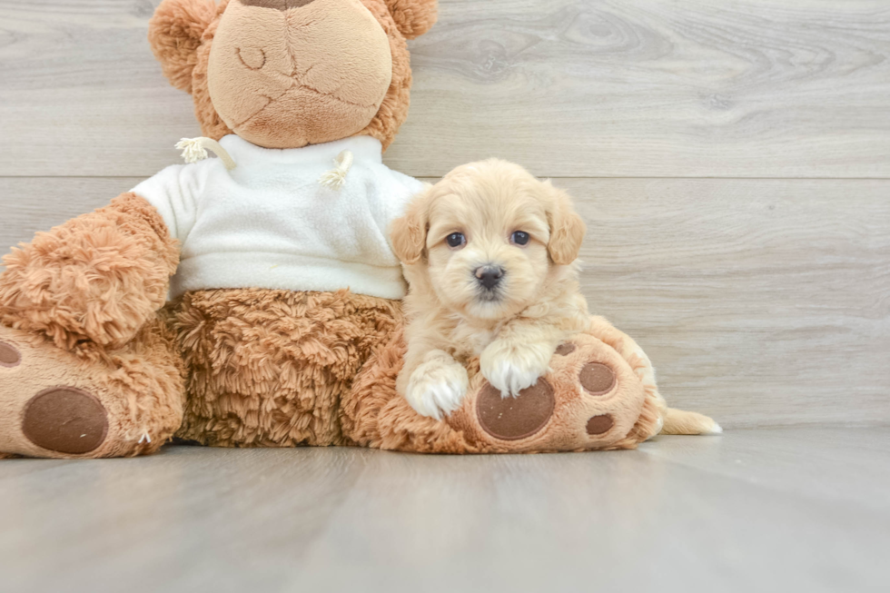 Little Malt Oodle Poodle Mix Puppy