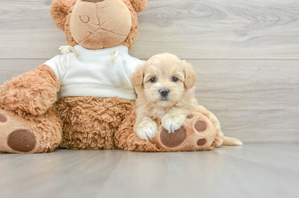 8 week old Maltipoo Puppy For Sale - Puppy Love PR