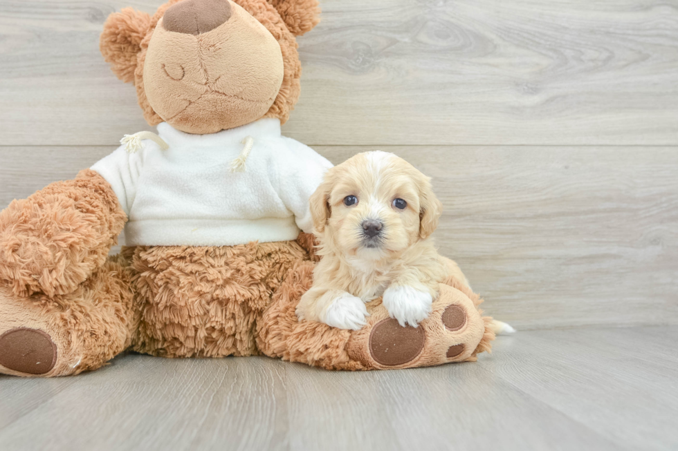 Maltipoo Pup Being Cute