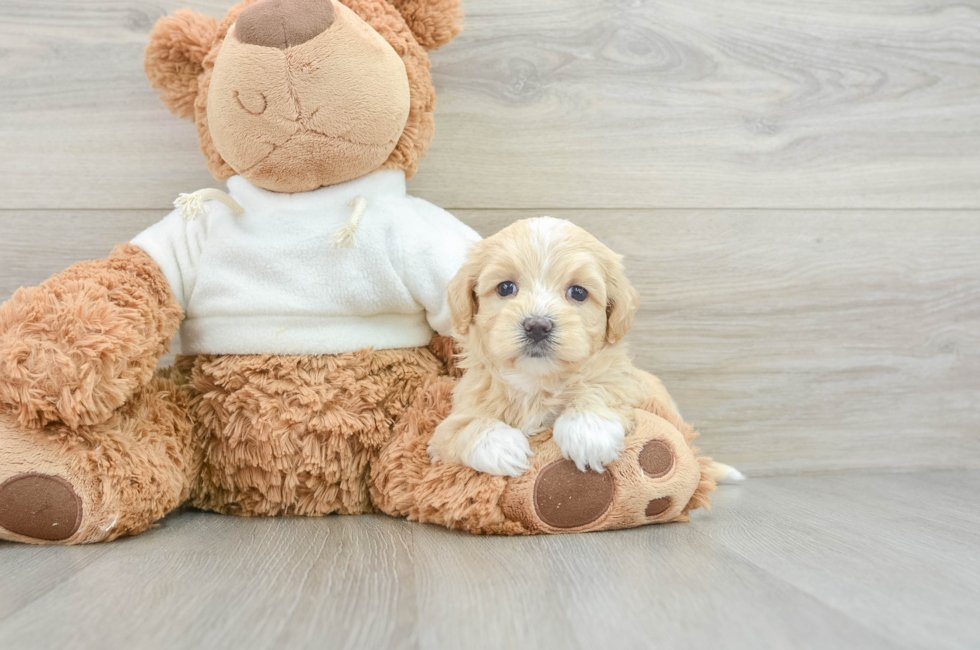 8 week old Maltipoo Puppy For Sale - Puppy Love PR