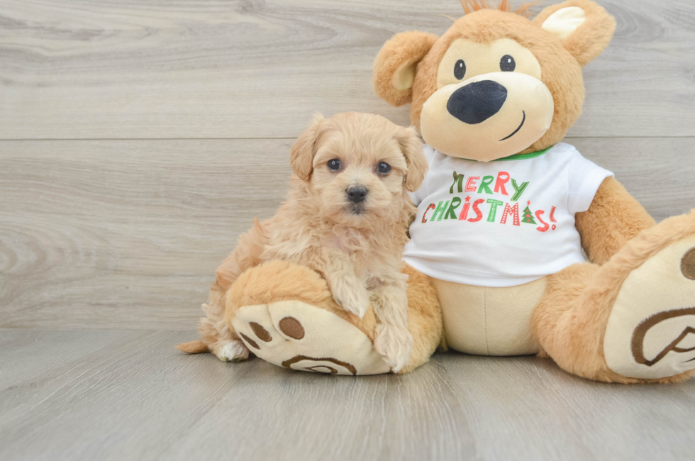 6 week old Maltipoo Puppy For Sale - Puppy Love PR