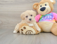 8 week old Maltipoo Puppy For Sale - Puppy Love PR