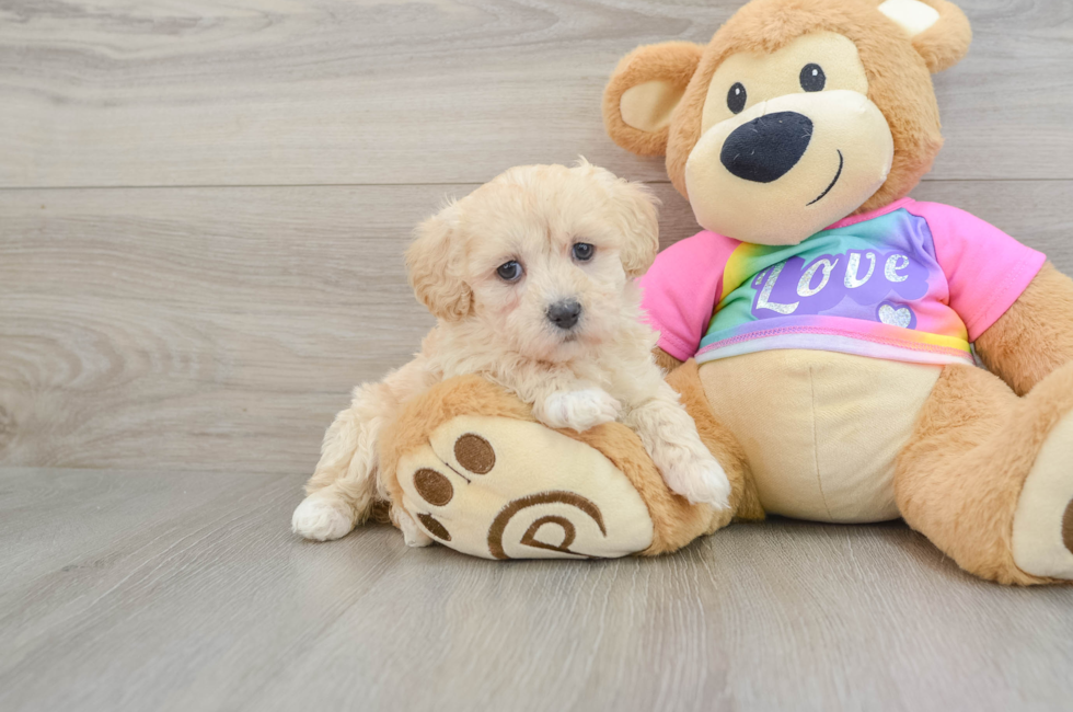 8 week old Maltipoo Puppy For Sale - Puppy Love PR