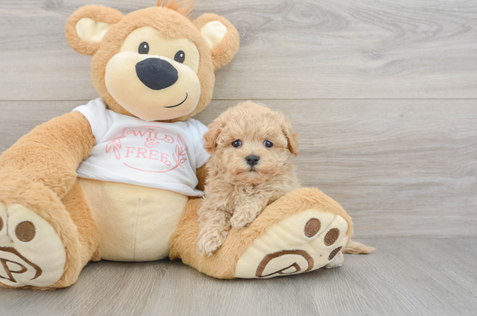6 week old Maltipoo Puppy For Sale - Puppy Love PR