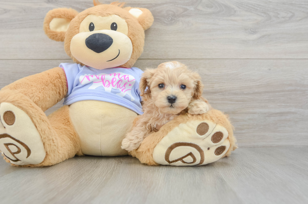 5 week old Maltipoo Puppy For Sale - Puppy Love PR
