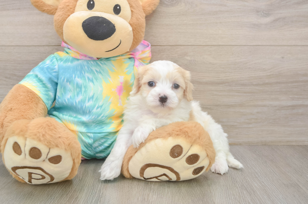 5 week old Maltipoo Puppy For Sale - Puppy Love PR