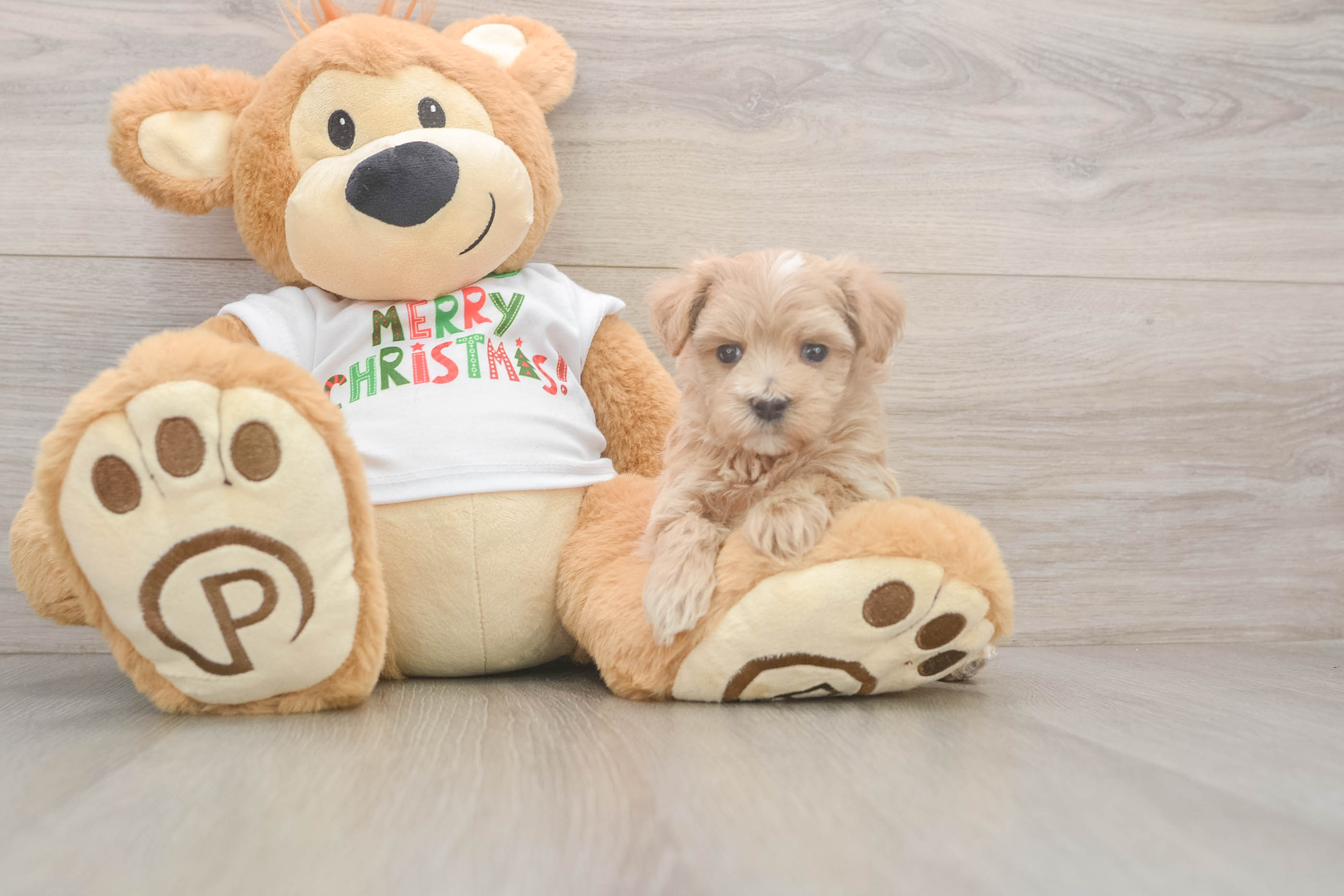 Petite Maltipoo Poodle Mix Pup