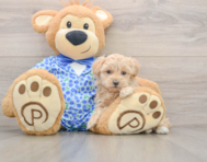 9 week old Maltipoo Puppy For Sale - Puppy Love PR