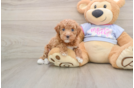 Maltipoo Pup Being Cute