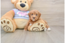 Little Malt Oodle Poodle Mix Puppy