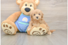 Hypoallergenic Malt a Poo Poodle Mix Puppy