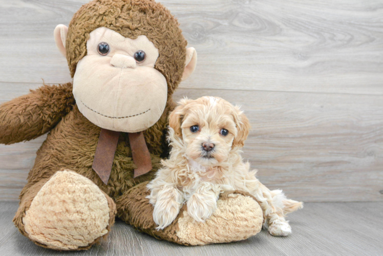 Meet Blossom - our Maltipoo Puppy Photo 1/3 - Puppy Love PR Maltipoo Puppy for Adoption