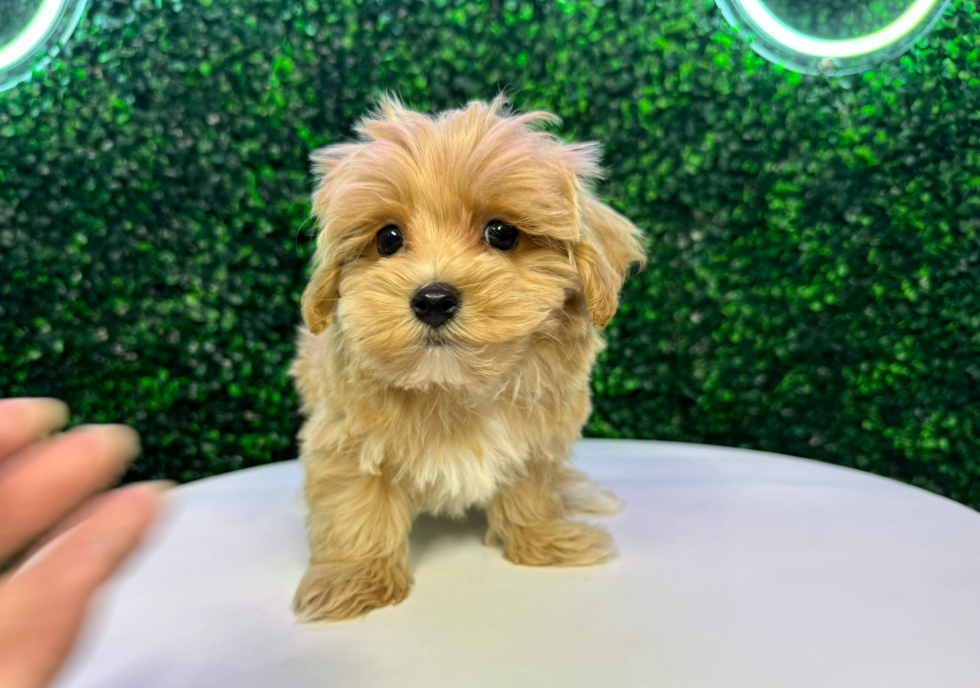 Cute Malt a Poo Poodle Mix Puppy