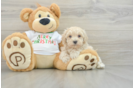 Maltipoo Puppy for Adoption