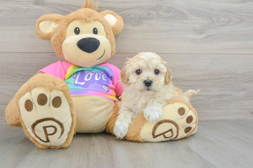 7 week old Maltipoo Puppy For Sale - Puppy Love PR