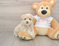 9 week old Maltipoo Puppy For Sale - Puppy Love PR