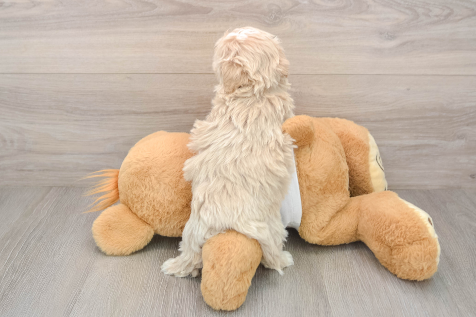 Maltipoo Pup Being Cute