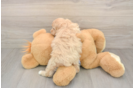 Maltipoo Pup Being Cute