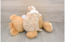 Maltipoo Puppy for Adoption