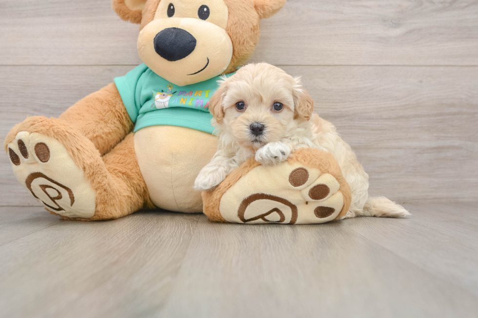 Best Maltipoo Baby