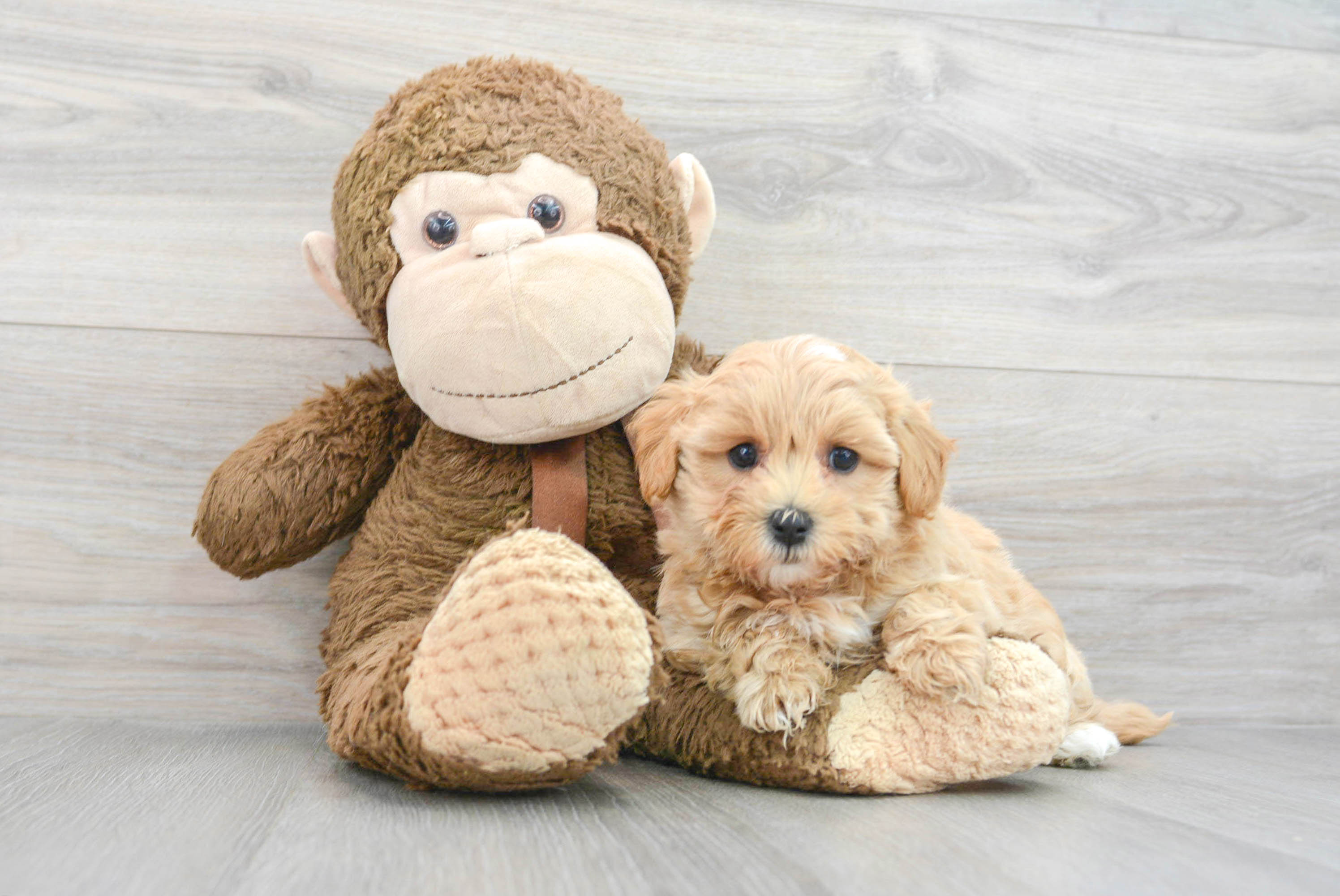 Energetic Maltepoo Poodle Mix Puppy