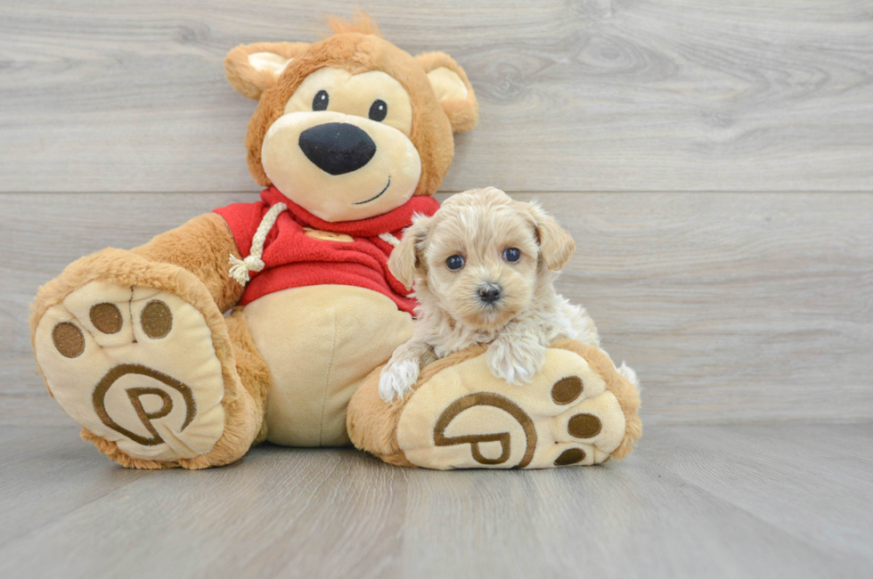 5 week old Maltipoo Puppy For Sale - Puppy Love PR