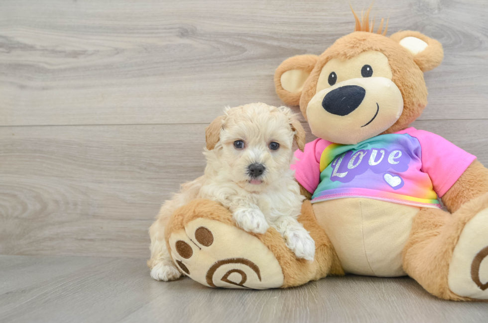 7 week old Maltipoo Puppy For Sale - Puppy Love PR